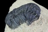 Bargain, Reedops Trilobite Fossil - Good Eye Facets #68658-2